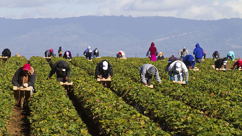 Farm Workers Job In Canada With Free Visa Sponsorship